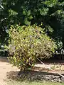 Plant de Pereskia bleo