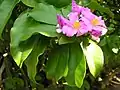 Pereskia grandifolia