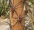 Aréoles et épines de la plante arbustive Pereskia grandifolia