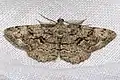 Peribatodes secundaria (Denis & Schiffermüller, 1775)mâle