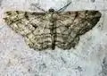 Peribatodes rhomboidaria  (Denis & Schiffermüller, 1775)
