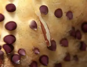 Periclimenes soror sur une étoile de mer Culcita schmideliana à La Réunion.