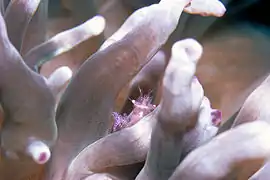 Cuapetes tenuipes