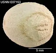 Pericosmus melanostomus (Pericosmidae).
