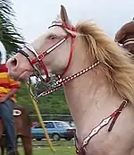 Perlino