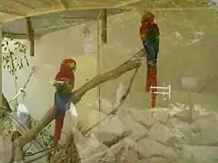 Perroquets