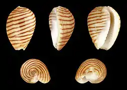 Persicula cingulata