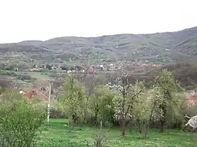 Perutina