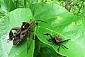 Petascelini : Petascelis remipes, Zmbabwe