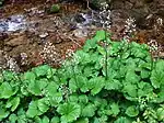 Petasites kablikianus.
