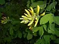 Petteria ramentacea (espèce endémique)