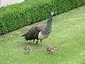 paonne et ses petits