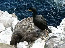 Cormoran huppé.