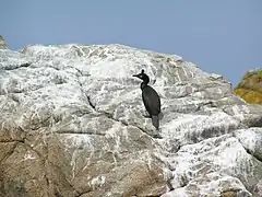 Cormoran huppé.