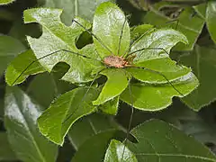 Mâle.