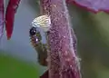 Chenille
