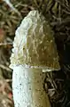 Phallus impudicus chapeau alveolé à crêtes blanches