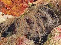 Phanogenia gracilis