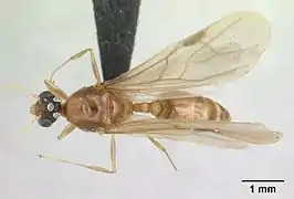 Dorsal.