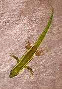 Phelsuma borbonica