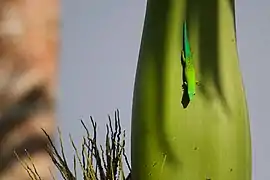 Phelsuma andamanense