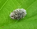 Phenacoccus aceris.