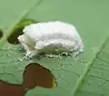 Enveloppe d'un œuf de Phenacoccus aceris.