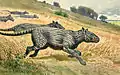 Phenacodus