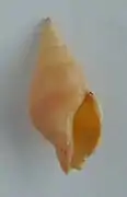 Phenatoma zealandica.