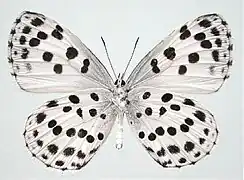 Phengaris albida