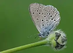 Phengaris rebeli