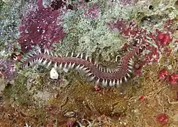 Pherecardia striata, un Amphinomidae.