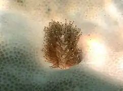 Phestilla lugubris