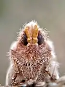 Euthrix potatoria  (Linnaeus, 1758) mâle