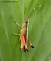 Acridide ou acridien Phlaeoba antennata