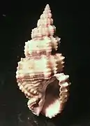 Phos muriculatus
