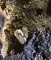 Phosgénite - Baie de Thorikos, Grèce - (XX1.6&nbsp;mm)