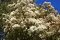 Inflorescences.