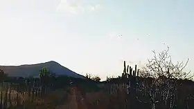 Uauá