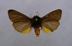 Écaille funèbre(Epatolmis luctifera)