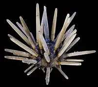 Phyllacanthus imperialis, une espèce commune à faible profondeur