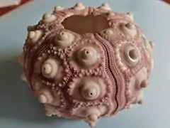 test caractéristique d'un cidaridé (ici Phyllacanthus imperialis, nettoyé)