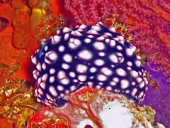 Phyllidiella nigra.