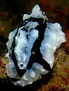 Phyllidiopsis shireenae.