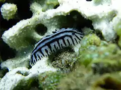 Phyllidiopsis sp. 1.