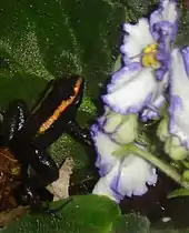 Phyllobates aurotaenia dont les bandes dorsales sont orangées