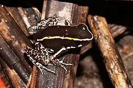 Vue complète de Phyllobates lugubris