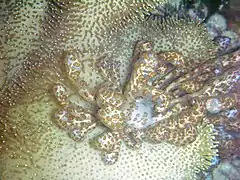 Phyllodesmium longicirrum.