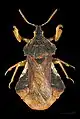 Phymatini: Phymata crassipes, la punaise-guitare, montrant les pattes avant modifiées en pinces.