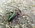 Phymatodes testaceus (Linnaeus, 1758)
